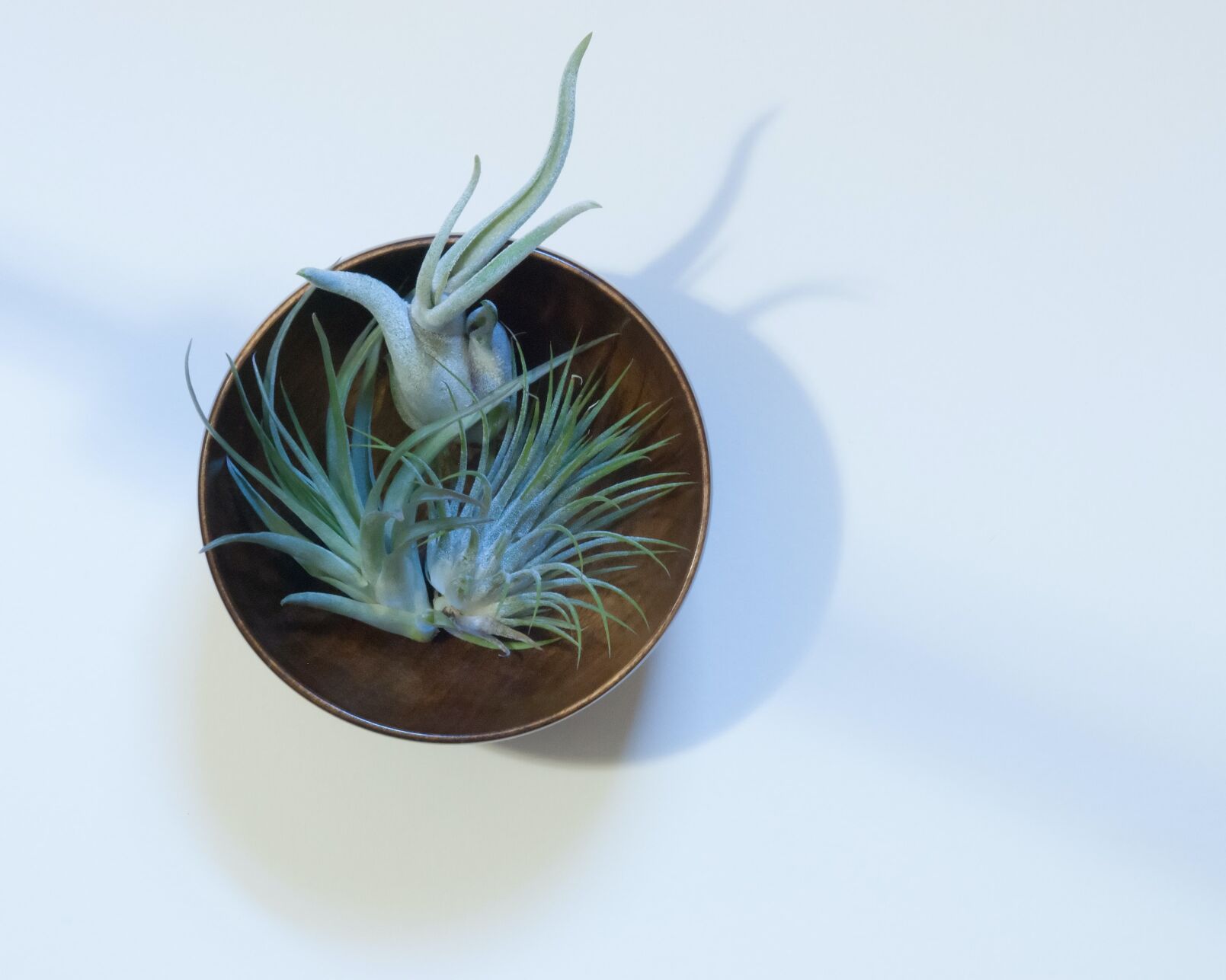 air plants